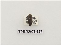 藏品(叩頭蟲(2))的圖片